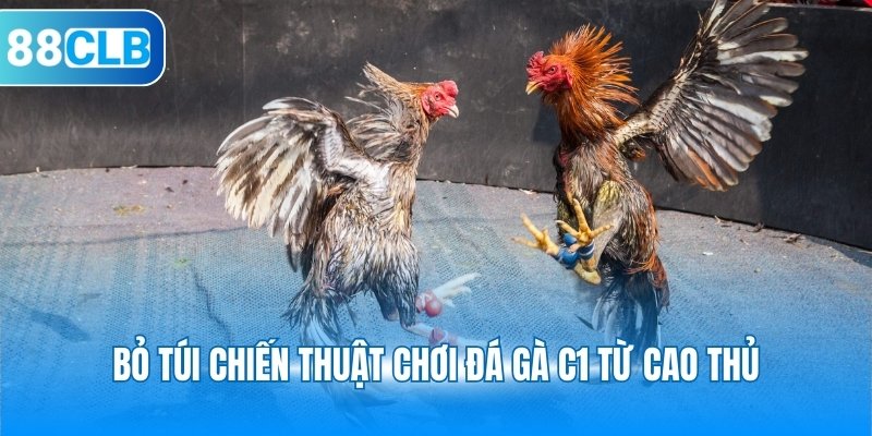 Bỏ túi chiến thuật chơi đá gà C1 từ cao thủ