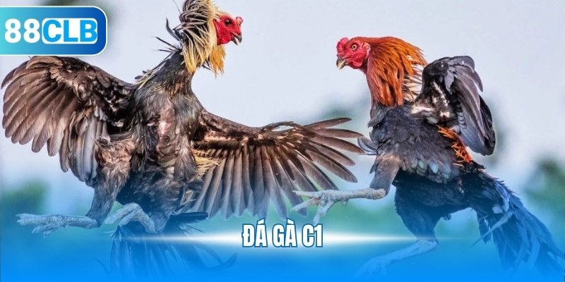 Đá gà C1
