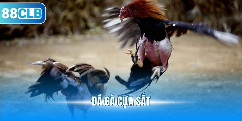 Đá Gà Cựa Sắt