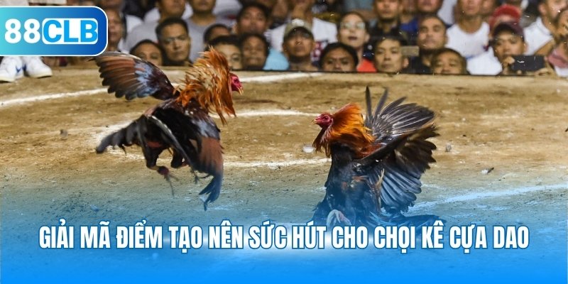 Giải mã điểm tạo nên sức hút cho chọi kê cựa dao