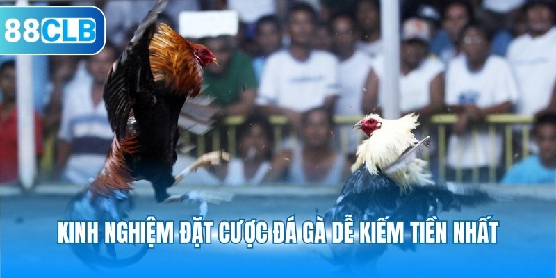 Kinh nghiệm đặt cược đá gà dễ kiếm tiền nhất