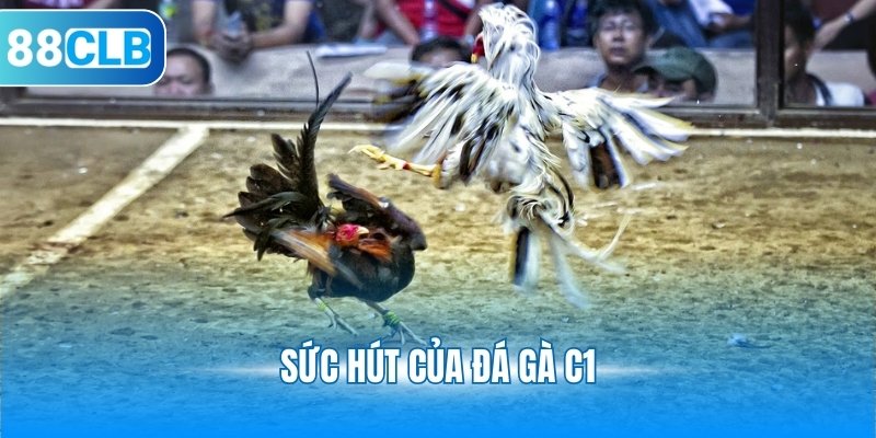Sức hút của đá gà C1
