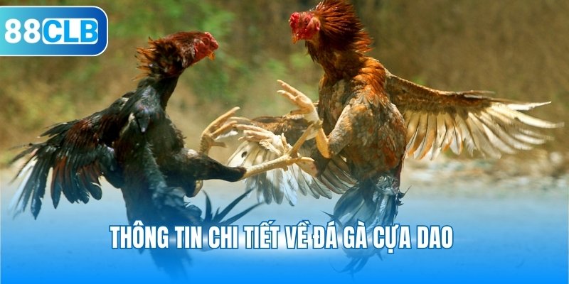 Thông tin chi tiết về đá gà cựa dao