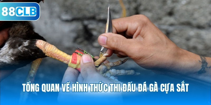 Tổng quan về hình thức thi đấu đá gà cựa sắt